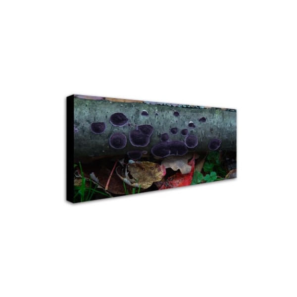 Kurt Shaffer 'Purple Fungi' Canvas Art,10x19